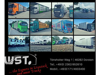 Kamion za prevoz stoke MAN TGX 26.480 XL Menke   3 Stock Vollalu Hubdach: slika 1