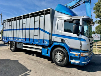 Kamion za prevoz stoke SCANIA P 310