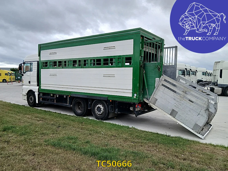 MAN TGX 460 - Kamion za prevoz stoke: slika 3 MAN TGX 460 - Kamion za prevoz stoke: slika 3
