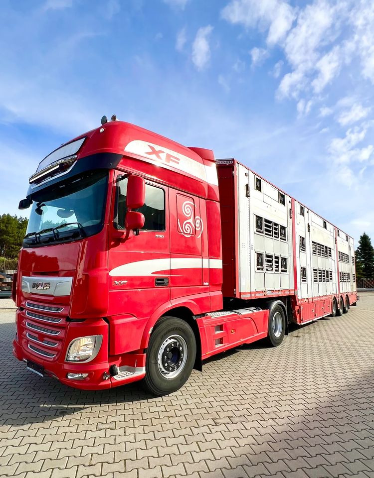 Poluprikolica za prevoz stoke Pezzaioli NACZEPA  2017 / 3 POZIOMY / TRANSPORT ZWIERZĄT / HYDRAULIKA / STEROWANIE PILOTEM/ PODNOSZONY DACH /: slika 6 Poluprikolica za prevoz stoke Pezzaioli NACZEPA  2017 / 3 POZIOMY / TRANSPORT ZWIERZĄT / HYDRAULIKA / STEROWANIE PILOTEM/ PODNOSZONY DACH /: slika 6