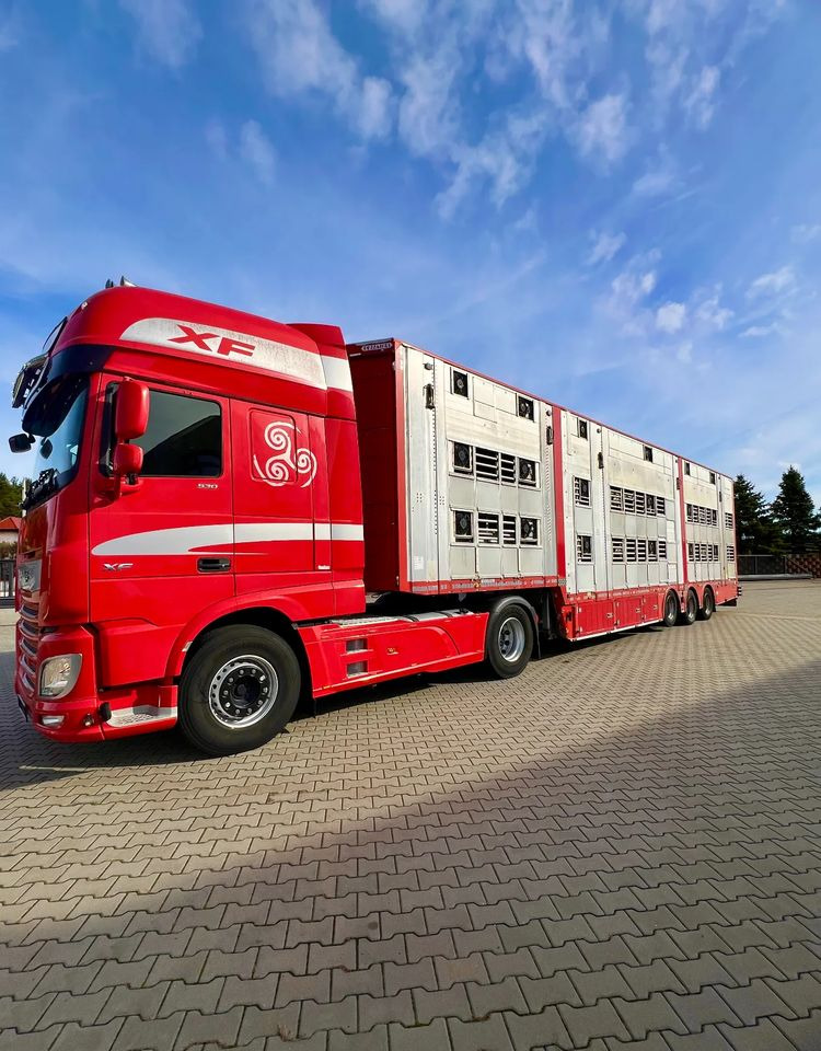 Poluprikolica za prevoz stoke Pezzaioli NACZEPA  2017 / 3 POZIOMY / TRANSPORT ZWIERZĄT / HYDRAULIKA / STEROWANIE PILOTEM/ PODNOSZONY DACH /: slika 12 Poluprikolica za prevoz stoke Pezzaioli NACZEPA  2017 / 3 POZIOMY / TRANSPORT ZWIERZĄT / HYDRAULIKA / STEROWANIE PILOTEM/ PODNOSZONY DACH /: slika 12